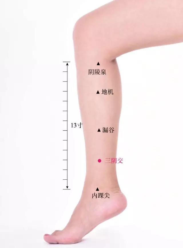 "三阴交"位于小腿内侧,足内踝上缘三指宽,在踝尖正上方胫骨边缘凹陷中